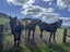 383 Brown Road, Hakaru - Carousel 3