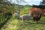 2133A Wharekopae Road, Ngatapa, Gisborne - Carousel 26