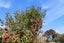 43 Bevington Street, Avonhead, Christchurch City, Canterbury - Carousel 21