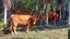 0 Akerama Road, Hukerenui, Hikurangi - Carousel 36