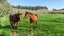 664 Weedons Ross Road, Christchurch - Carousel 35