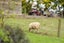 533 Pencarrow Road, Tamahere, Hamilton - Carousel 37