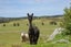 279 Fordyce Road, Helensville, Helensville - Carousel 41