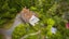 91 Katherine Mansfield Drive, Whitemans Valley - Carousel 1
