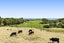 787 Dover Road, Okato, New Plymouth - Carousel 31