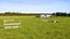 957 Main Road, ONAERO, WAITARA - Carousel 27