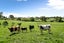 3293 Ohaupo Road, Rukuhia, Hamilton - Carousel 7