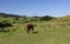 1238 Fern Flat Road, PERIA, KAEO - Carousel 24