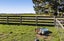 1306 Normanby Road, Hawera - Carousel 42
