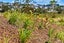 5 Odlin Lane, Red Beach, Red Beach - Carousel 7