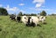 991 East Road, Toko, Stratford - Carousel 18