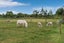 95B Thornton Beach Road, Thornton, Whakatane - Carousel 31