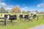 53 Hairini Road, Kihikihi, Te Awamutu - Carousel 1