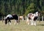 36F Farquharson Road, Hunua, Franklin, Auckland - Carousel 23