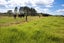 264 Okokako Road, Kerikeri, Far North, Northland - Carousel 23