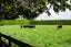 1503 Alexandra Road, Waharoa, Waharoa - Carousel 27