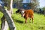 18 Bennett Street, Wellsford, Rodney, Auckland - Carousel 15