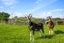 2712 South Head Road, Helensville, Rodney, Auckland - Carousel 9