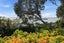 8 Addis Place, Shelly Park, Auckland - Carousel 31