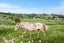 35A Valley Road, Hikurangi, Hikurangi - Carousel 3