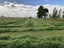 282 Back Track, Rakaia - Carousel 23