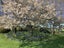 282 Back Track, Rakaia - Carousel 13