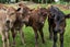 790 Belk Road, Omanawa, Tauranga - Carousel 31