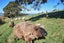 4A Ronay Street, Bradford, Dunedin - Carousel 10