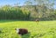 11 Pineview Lane, Helensville, Helensville - Carousel 40