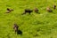 1822 State Highway 12, Paparoa - Carousel 31