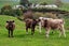 508C Henry Watson Road, Matamata, Matamata-Piako, Waikato - Carousel 22