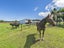 507 Browns Rock Road, Burnt Hill, Oxford - Carousel 40