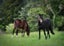 36F Farquharson Road, Hunua, Franklin, Auckland - Carousel 21