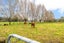 115 Main North Road, Geraldine - Carousel 5