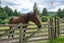524 Three Mile Hill Road, North Taieri, Mosgiel - Carousel 25