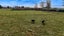 135 Harleston Road, Sefton, Rangiora - Carousel 27