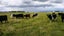 0 State Highway 1, Himatangi, Foxton - Carousel 10