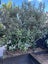 209 Millwater Parkway, Silverdale, Silverdale - Carousel 41