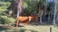 0 Akerama Road, Hukerenui, Hikurangi - Carousel 26