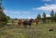 95B Thornton Beach Road, Thornton, Whakatane - Carousel 35