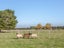 231 Norfolk Road, Waingawa - Carousel 15
