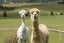 279 Fordyce Road, Helensville, Helensville - Carousel 38