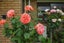 30A Kea Street, Piopio, Piopio - Carousel 30