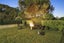 48 Messines Road, Karori, Wellington - Carousel 20