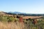 65 Kanuka Way, Martinborough, Martinborough - Carousel 9