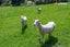 136 Morris Road, Fairfield, Dunedin - Carousel 38