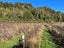 0 State Highway 7, Ikamatua, Blackball - Carousel 16