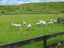 125 Hickford Road, Foxton, Foxton - Carousel 41