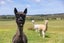 279 Fordyce Road, Helensville, Helensville - Carousel 39