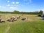 72 Murdochs Road, Newland, Ashburton - Carousel 21